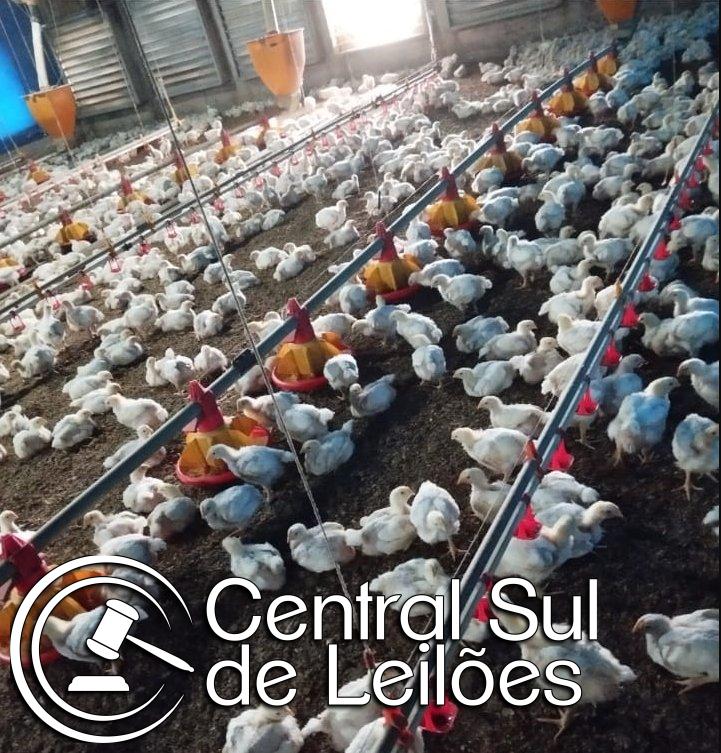 Sistema de Bebedouro Niple e Sistema de Ventilação, marca Big Dutchman